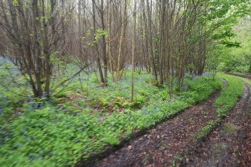 Hollycombe's Bluebell woods from the Quarry Railway
