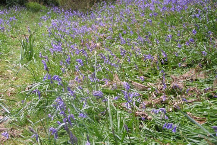 Carpets of bluebells