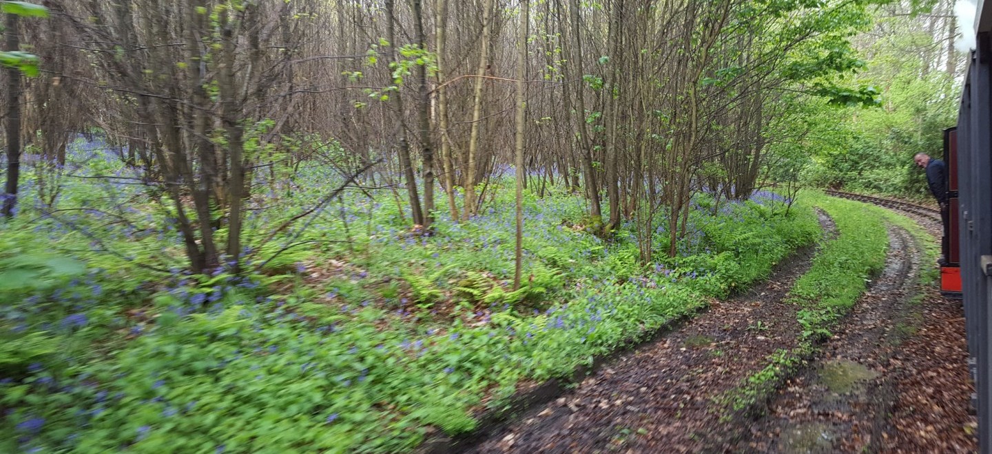 Hollycombe's Bluebell woods from the Quarry Railway