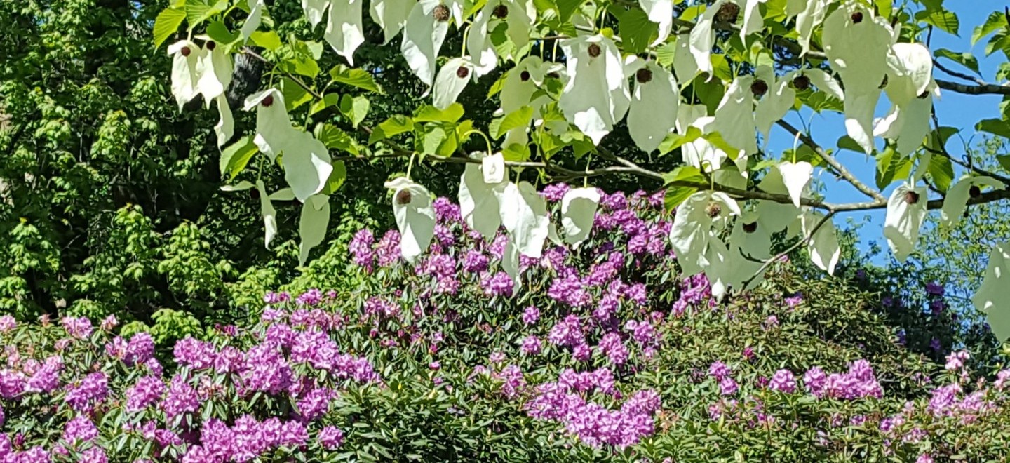 Hollycombes_Handkerchief_Tree.jpg